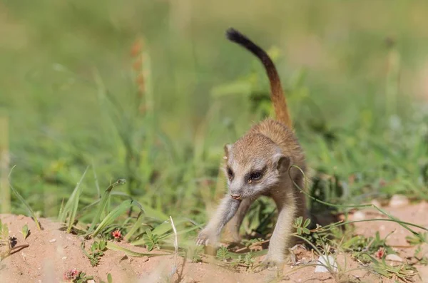 Suricate (Suricata suricatta), young rushing to hide in burrow, during the rainy season in green surroundings, Kalahari Desert, Kgalagadi Transfrontier Park, South Africa, Africa
