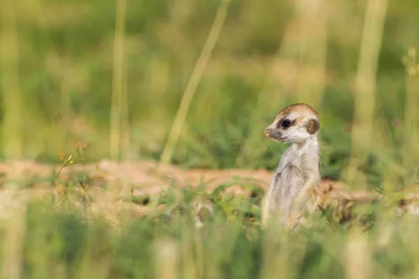 Suricate Suricata Suricatta Young Lookout Rainy Season Green Surroundings Kalahari — Foto Stock