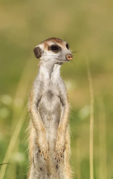 Suricate Suricata Suricatta Guard Lookout Rainy Season Green Surroundings Kalahari — Foto de Stock