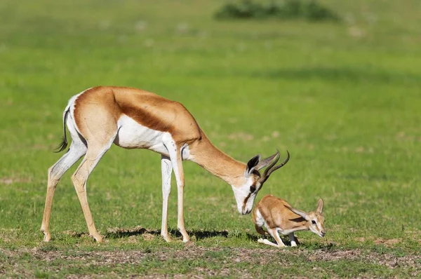 Springboks Antidorcas Marsupialis Ewe Stimulates Newborn Lamb Get Walk Rainy — Stock fotografie