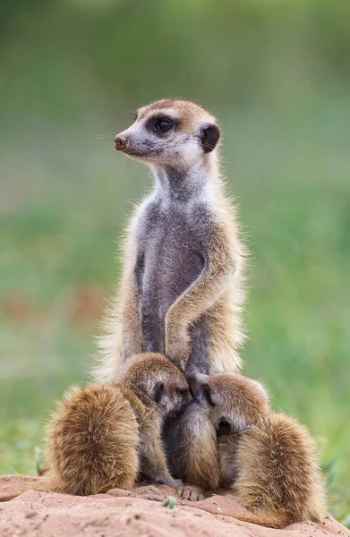 Suricates Suricata Suricatta Female Two Sucklung Young Lookout Rainy Season — Stockfoto