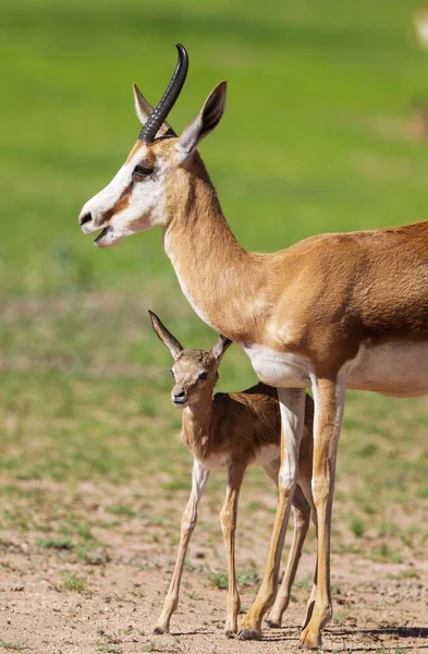 Springboks Antidorcas Marsupialis Ewe Newborn Lamb Rainy Season Green Surroundings — Stockfoto