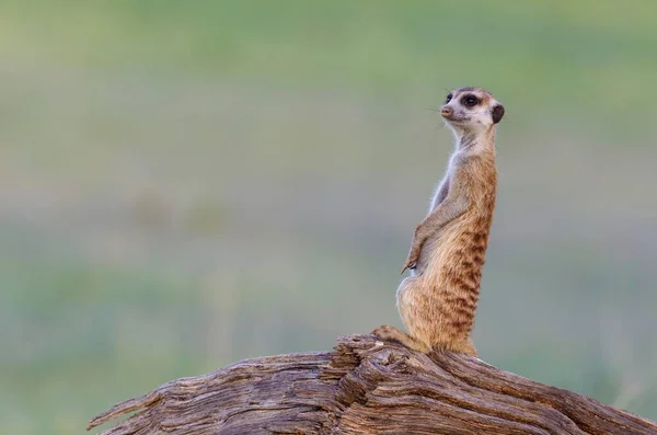 Suricate Suricata Suricatta Guard Lookout Log Rainy Season Green Surroundings — Stock Photo, Image