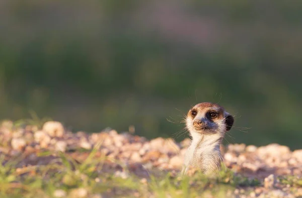 Suricate Suricata Suricatta Guard Lookout Burrow Rainy Season Green Surroundings — Fotografia de Stock