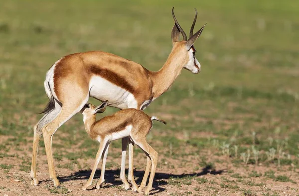 Springboks Antidorcas Marsupialis Ewe Suckling Newborn Lamb Rainy Season Green — Foto Stock
