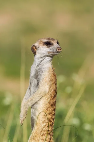 Suricate Suricata Suricatta Φρουρά Επιφυλακή Βροχερή Εποχή Πράσινο Περιβάλλον Έρημο — Φωτογραφία Αρχείου