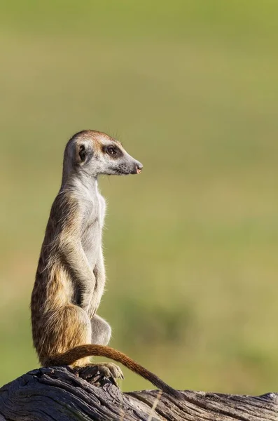 Suricate Suricata Suricatta Guard Lookout Rainy Season Green Surroundings Kalahari — Fotografia de Stock