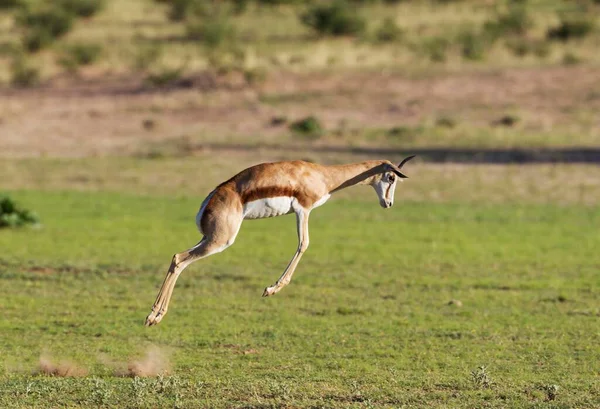 Springbok Antidorcas Marsupialis Pronking Female Rainy Season Green Surroundings Kalahari — Stock Photo, Image