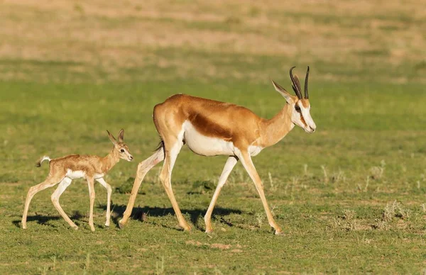 Springboks Antidorcas Marsupialis Ewe Newborn Lamb Rainy Season Green Surroundings — Stockfoto