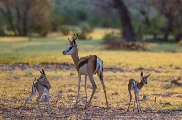 Springboks Antidorcas Marsupialis Ewe Two Newborn Lambs Rainy Season Kalahari — Foto Stock