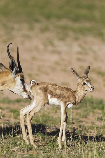 Springboks Antidorcas Marsupialis Προβατίνα Καθαρίζει Νεογέννητο Αρνί Κατά Διάρκεια Της — Φωτογραφία Αρχείου