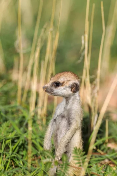 Суриката Suricata Suricatta Молодая Вид Сезон Дождей Зеленом Цвете Калахари — стоковое фото