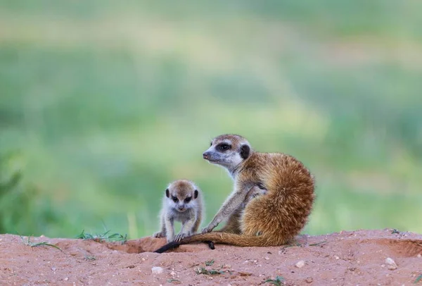 Suricates Suricata Suricatta Female Two Young Evening Burrow One Young — Stok fotoğraf