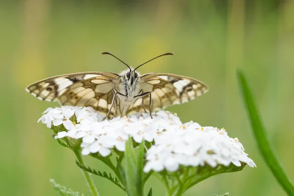 Marbled White Melanargia Galathea Common Yarrow Achillea Millefolium Hesse Germany — 图库照片