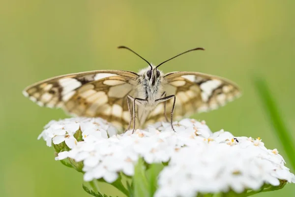 Marbled White Melanargia Galathea Common Yarrow Achillea Millefolium Hesse Germany — 图库照片