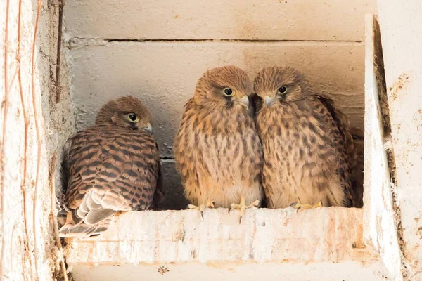 Three Young Common Kestrels Falco Tinnunculus Nest Box Hesse Germany — 图库照片