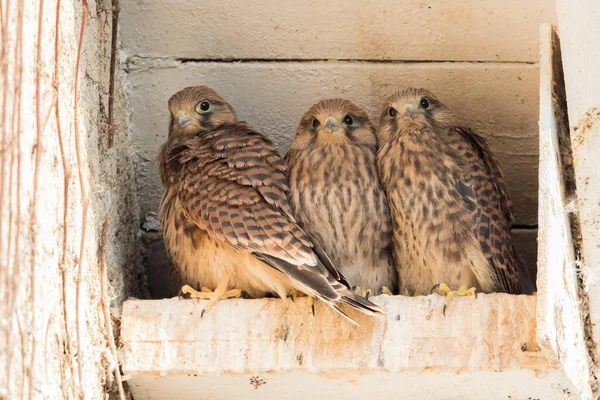 Three Young Common Kestrels Falco Tinnunculus Nest Box Hesse Germany — 图库照片