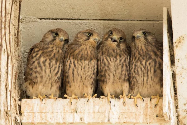 Four Young Common Kestrels Falco Tinnunculus Nest Box Hesse Germany — 图库照片
