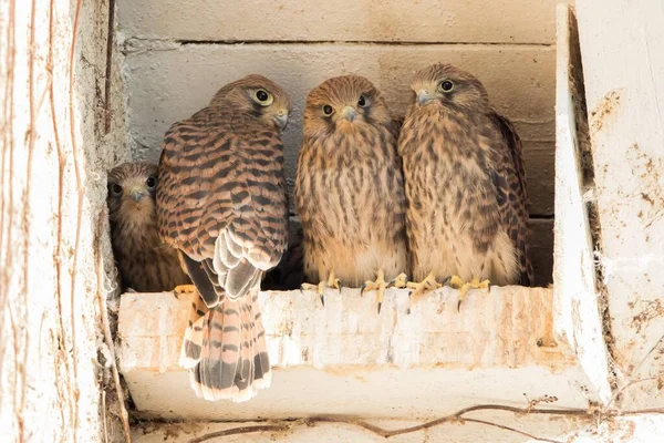 Young Common Kestrels Falco Tinnunculus Nest Box Hesse Germany Europe — 图库照片