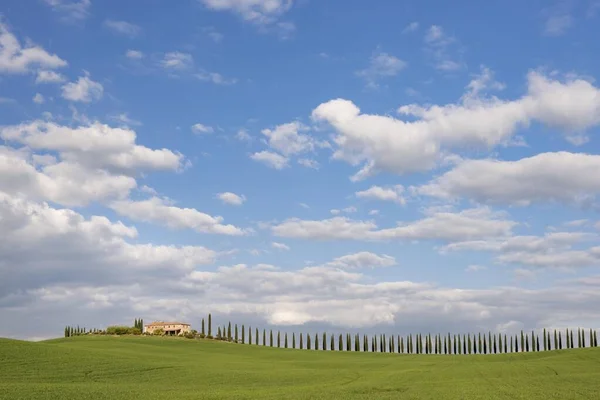 Country Estate Poggio Covili Road Lined Cypress Trees Cupressus San — Φωτογραφία Αρχείου