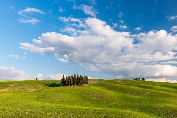 Group Cypress Trees Cupressus Field San Quirico Orcia Val Orcia — Φωτογραφία Αρχείου