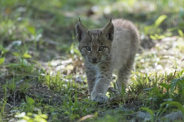 Eurazjatycki Ryś Lynx Lynx Niewolnik Młode Zwierzę Spacerujące Trawie Wiek — Zdjęcie stockowe