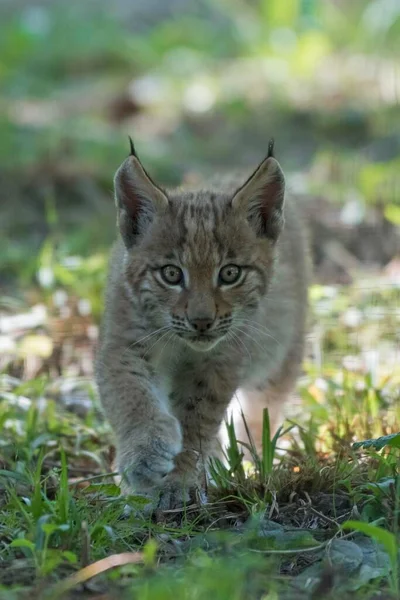 Eurazjatycki Ryś Lynx Lynx Niewolnik Młode Zwierzę Spacerujące Trawie Wiek — Zdjęcie stockowe