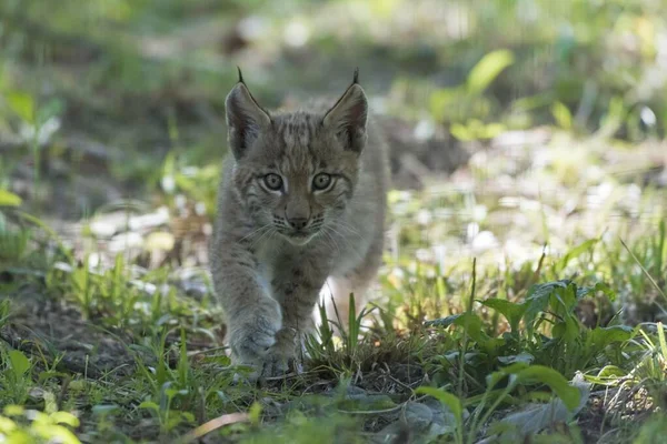 Eurazjatycki Ryś Lynx Lynx Niewolnik Młode Zwierzę Spacerujące Trawie Wiek — Zdjęcie stockowe