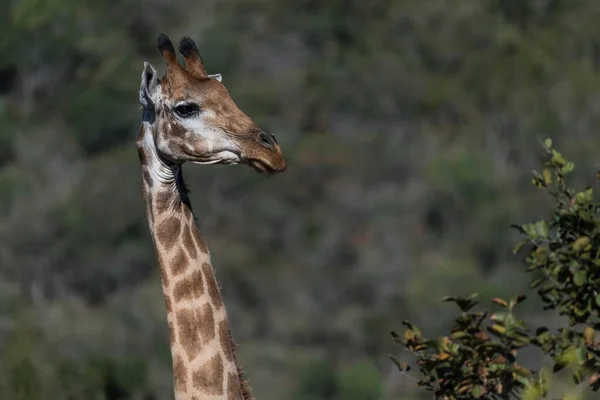 Girafa Giraffa Camelopardalis Parque Hluhluwe Imfolozi Kwazulu Natal África Sul — Fotografia de Stock