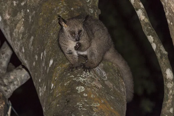 Grand Galago Brun Otolemur Crassicaudatus Grimpant Dans Les Arbres Nuit — Photo