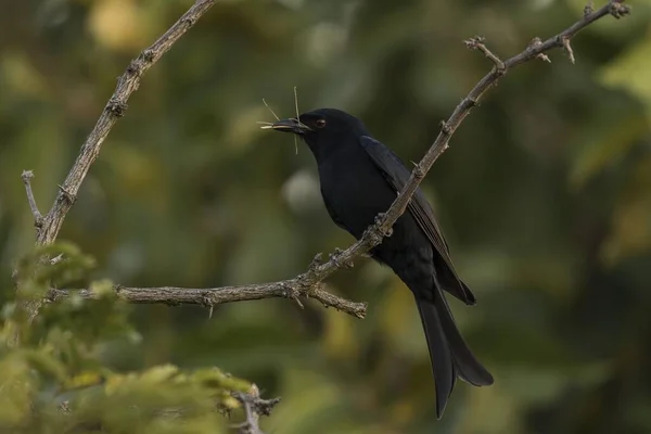 Fork Tail Drongo Dicrurus Adsimilis Bogani Private Game Reserve Mpumalanga — 图库照片