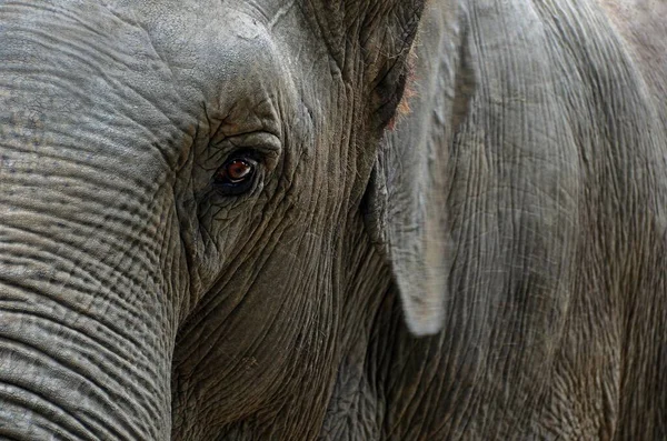 Éléphant Asie Elephas Maximus Portrait Gros Plan Captif — Photo