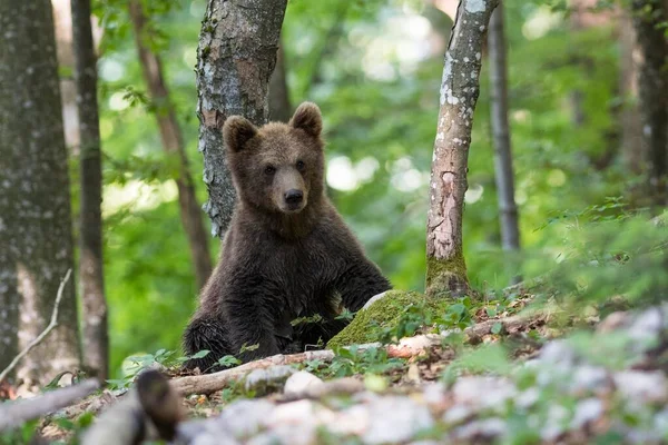 Бурый Медведь Ursus Arctos Молодое Животное Лесу Нотраньска Словения Европа — стоковое фото