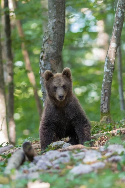 Urso Pardo Ursus Arctos Jovem Animal Floresta Notranjska Eslovénia Europa — Fotografia de Stock