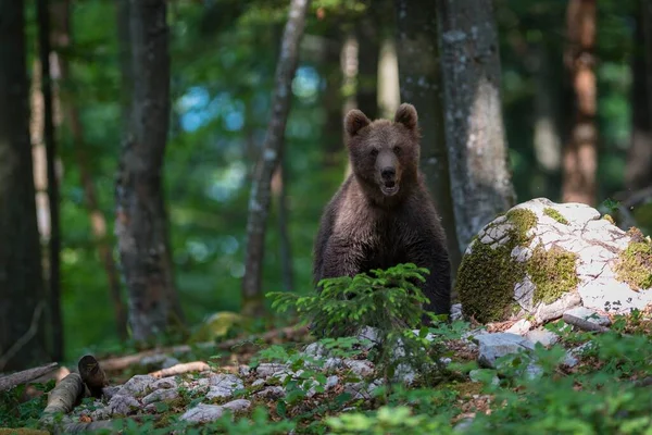 Καφέ Αρκούδα Ursus Arctos Νεαρό Ζώο Στο Δάσος Notranjska Σλοβενία — Φωτογραφία Αρχείου