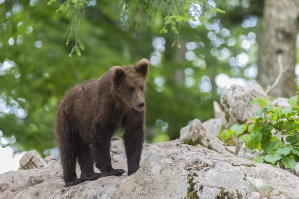 Urso Pardo Ursus Arctos Jovem Animal Floresta Notranjska Eslovénia Europa — Fotografia de Stock