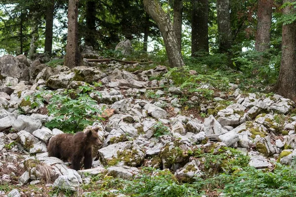 Бурый Медведь Ursus Arctos Молодое Животное Лесу Нотраньска Словения Европа — стоковое фото