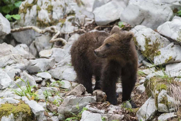 Urso Pardo Ursus Arctos Jovem Animal Floresta Notranjska Eslovénia Europa — Fotografia de Stock