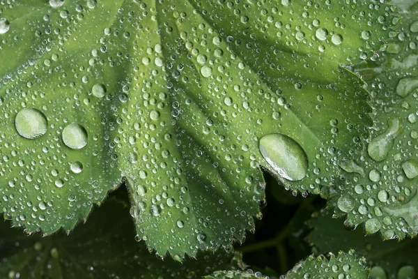 Лист Леді Alchemilla Дощовими Крапками Німеччина Європа — стокове фото