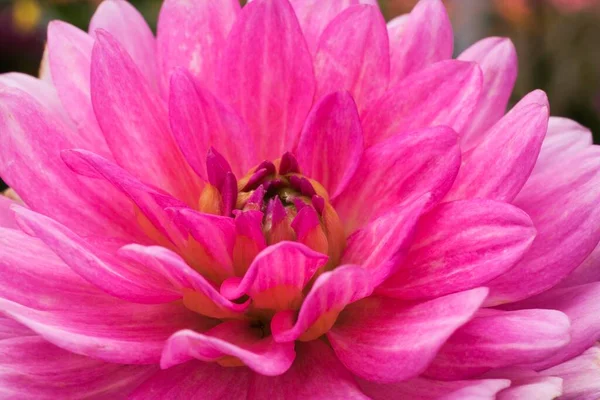 Крупный План Розового Цветка Далии Летом Квебек Канада Северная Америка — стоковое фото
