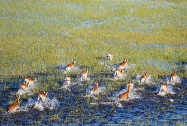 Czerwony Lechwe Kobus Leche Leche Biegający Bagnach Słodkowodnych Widok Lotu — Zdjęcie stockowe