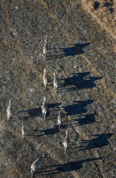 Zebra Burchell Equus Quagga Burchelli Roaming Tarda Serata Vista Aerea — Foto Stock