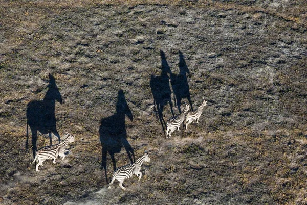 Burchell Zebra Equus Quagga Burchelli Zwerven Late Avond Luchtfoto Okavango — Stockfoto