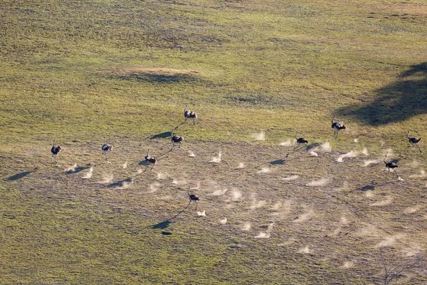 Struzzo Struthio Camelus Corsa Vista Aerea Delta Dell Okavango Riserva — Foto Stock