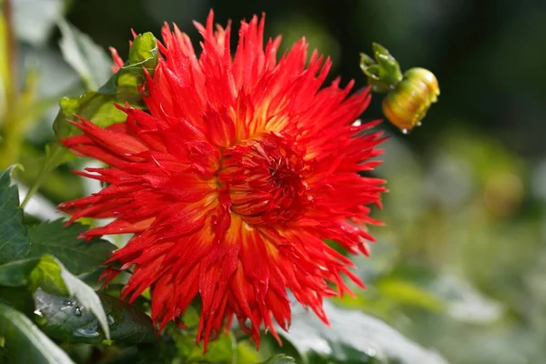 Bois Cerf Dahlia Variété Cheyenne Dahlia Cultivar Cheyenne Allemagne Europe — Photo