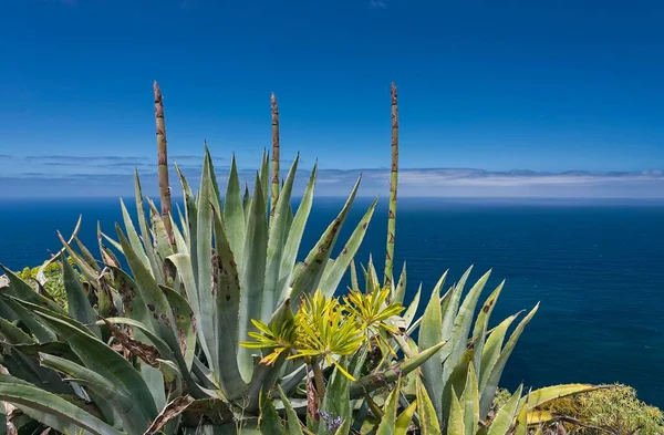 Century Plantage Agave Americana Atlanterhavet Nordkysten Palma Kanariske Øer Spanien - Stock-foto