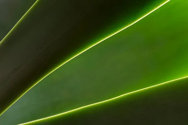 Agave leaves, detail, light, diagonal