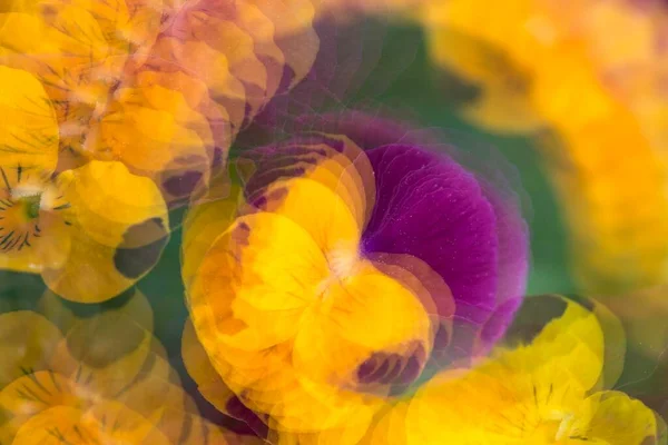 Pansy Com Chifres Viola Cornuta Exposição Múltipla Rotação — Fotografia de Stock