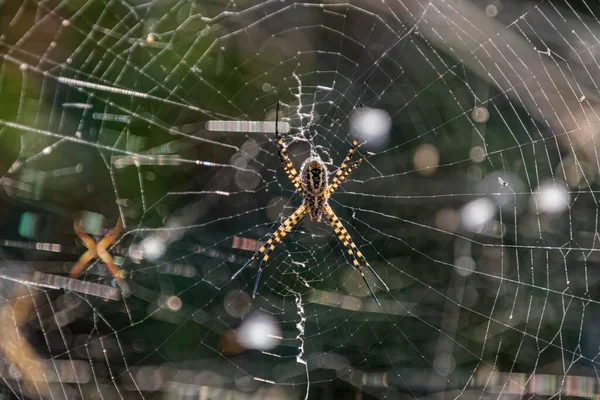 Araña Avispa Araña Avispa Argiope Bruennichi Red Costa Suroeste Madeira — Foto de Stock