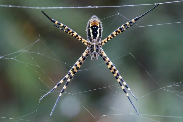 Araña Avispa Araña Avispa Argiope Bruennichi Red Fondo Costa Suroeste —  Fotos de Stock